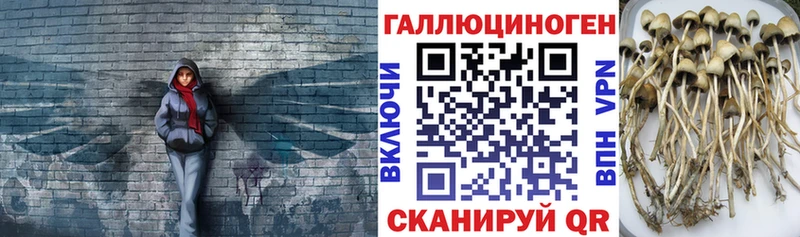Псилоцибиновые грибы Cubensis  OMG ТОР  Ангарск 